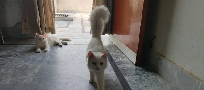 1 Breeder Female and 2 five months old Kittens