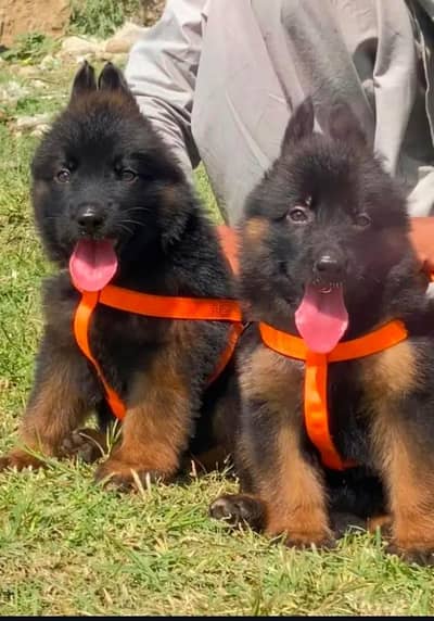 German Shepherd long coat triple coat_GSD dog | long coat