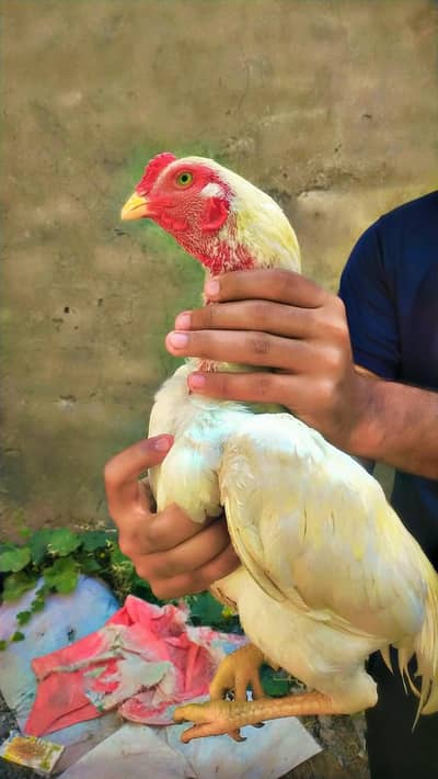 aseel murgah Mianwali breed