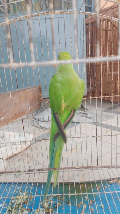 green parrot