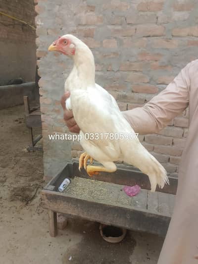Heera aseel murgi plusfour chicks