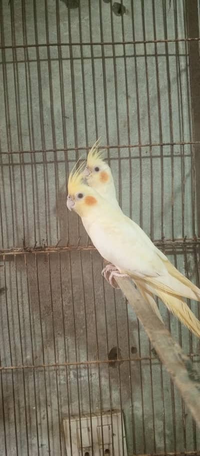 cocktail parrot