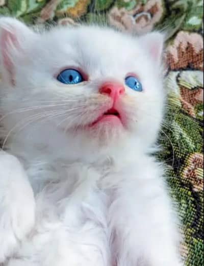 Persian cat for sale male female vaccine clear
