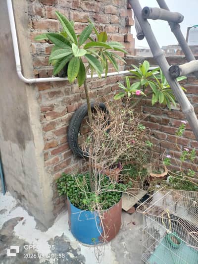 plant and ghamlay for sale