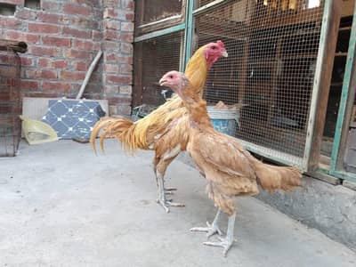 yellow and blue dragon | Aseel | Aseel Hens|Murgiya| 03201447384