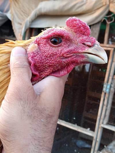 yellow and blue dragon | Aseel | Aseel Hens|Murgiya| 03201447384