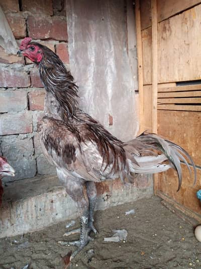 yellow and blue dragon | Aseel | Aseel Hens|Murgiya| 03201447384