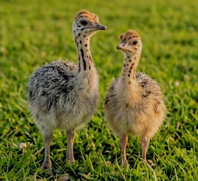Ostrich Chicks For Sale