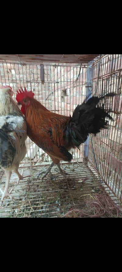 goldan misri desi 2 male