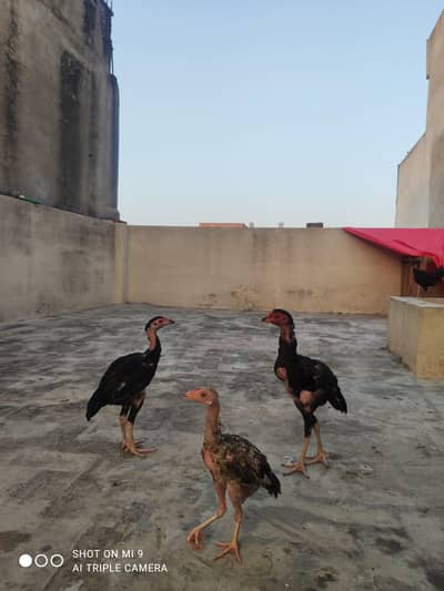 03236423606 WhatsApp number
