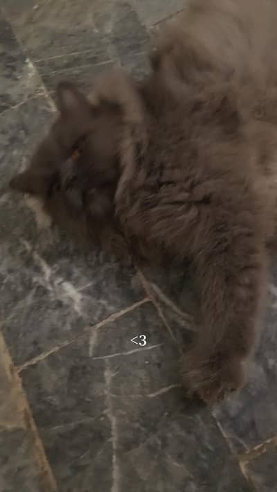 Persian Male in black colour