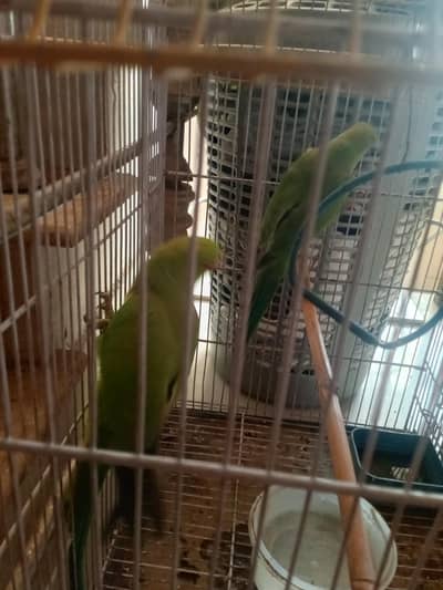 ringneck parrots pair for sell