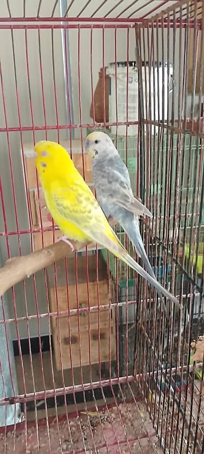 Fellow Male