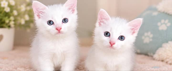 White Persian Kittens for Sale – Blue & Silver Eyes