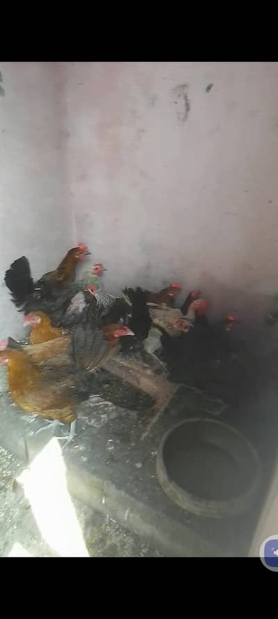 golden misri murgi egg laying females for sale hai