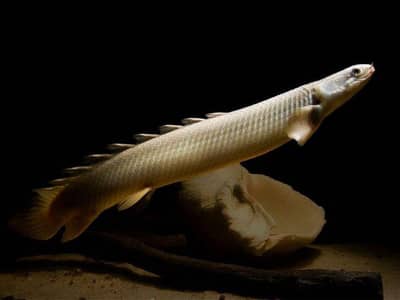 bichir