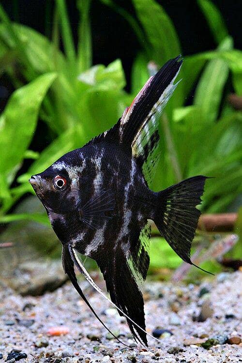 bichir 1