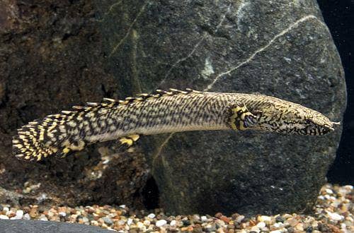 bichir 2