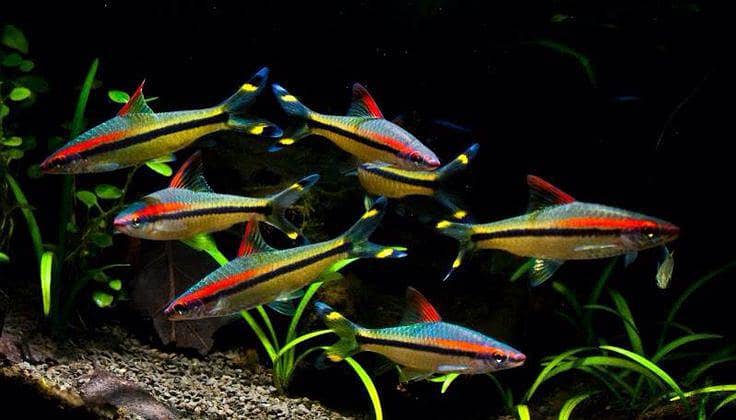 bichir 3