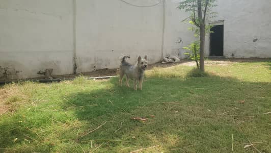 pure kandiyari female