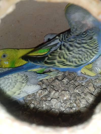 2 pairs breeder
