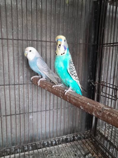 love birds and Australian