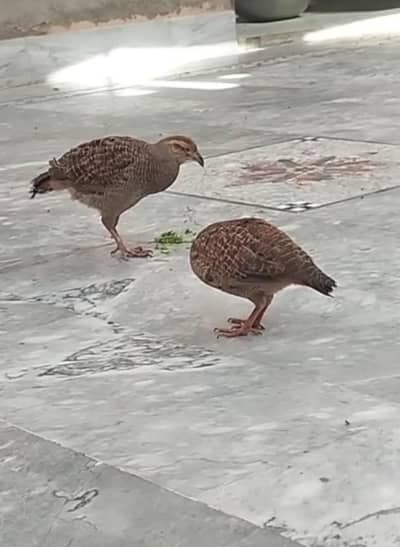 Dakhni teetar breeder pair for sale location Renala Khurd03038369776