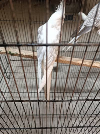 cocktail for sale