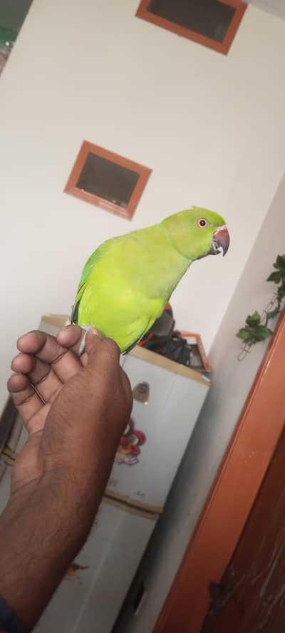 ringneck parrot handtame 0 bite ha