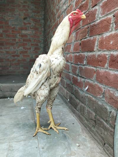 shamo aseel