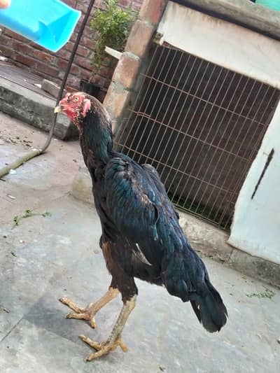 shamo aseel