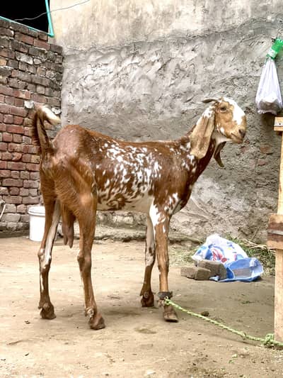 Makhi cheeni  / teddi goat / Gabban bakriya