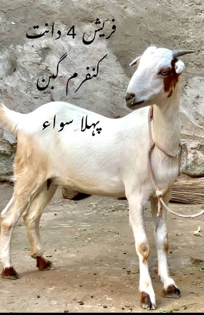 Makhi cheeni  / teddi goat / Gabban bakriya