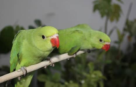 Green Parrots