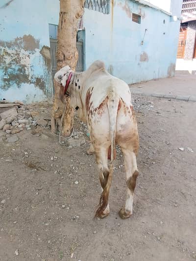 qurbani 2027