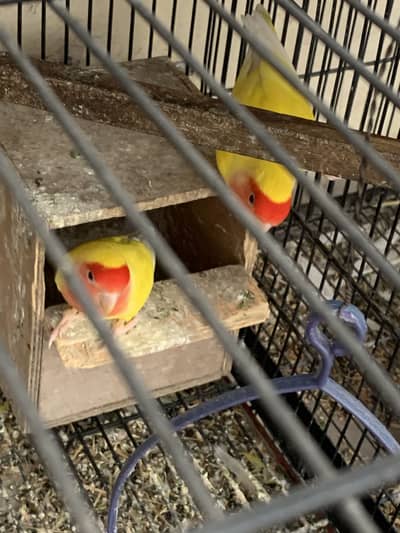 Common Latino Red eye breeder pair