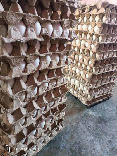 ducks egg for sale