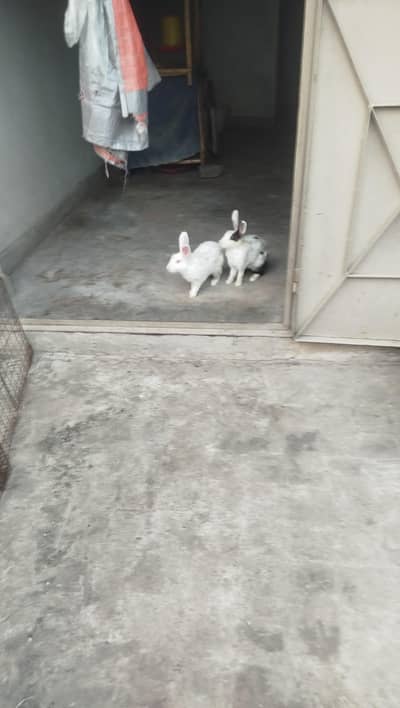 rabbit
