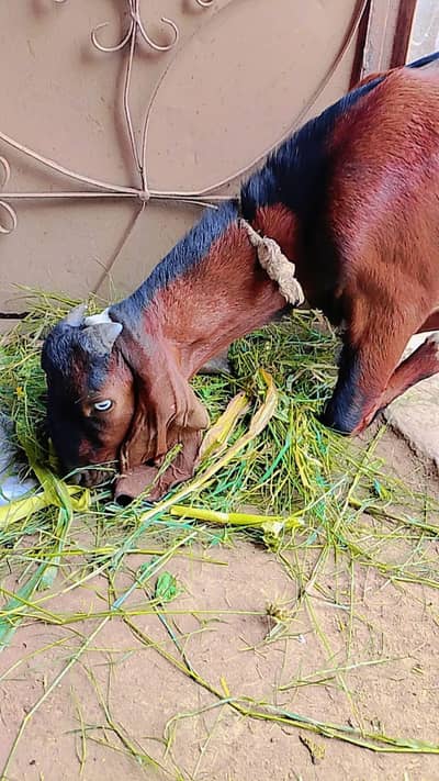 Nagra bakra 5 month old