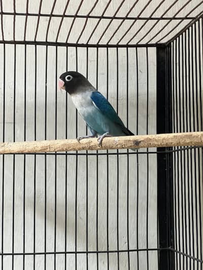 Blue pasnata male