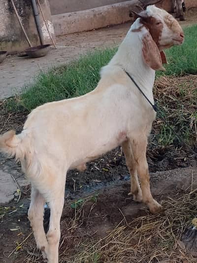 beetal bakra