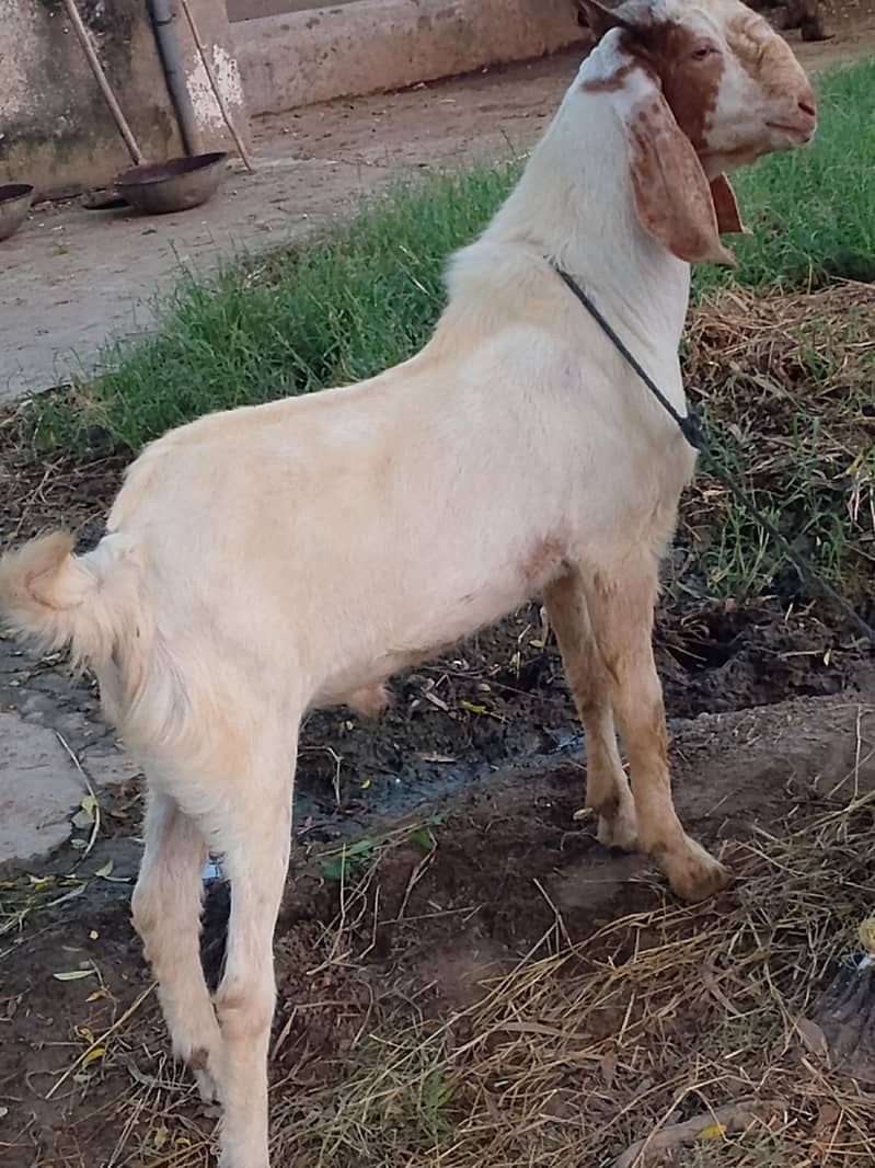 beetal bakra 1