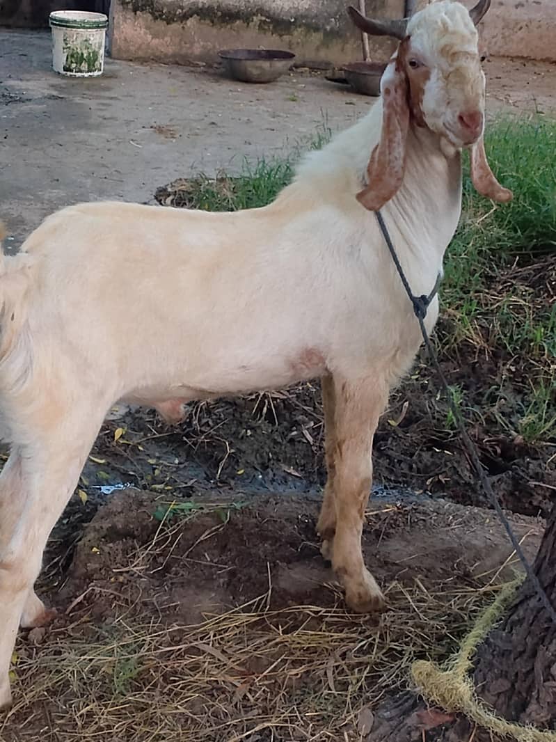 beetal bakra 2