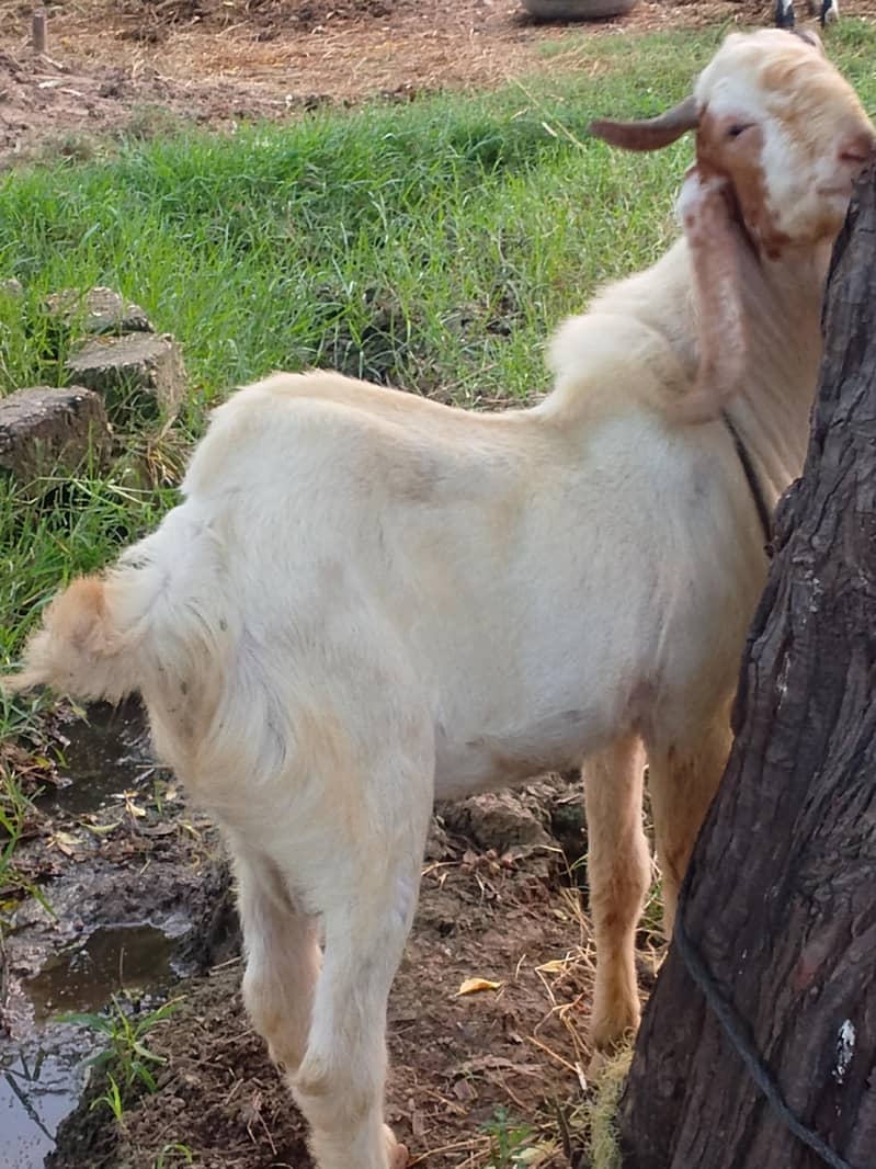 beetal bakra 3