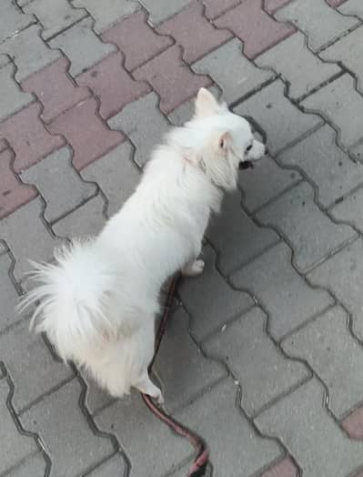 Russian Spitz female
