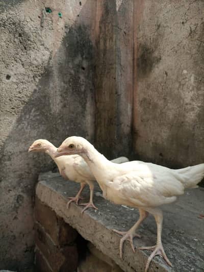 Heera aseel chicks for sale