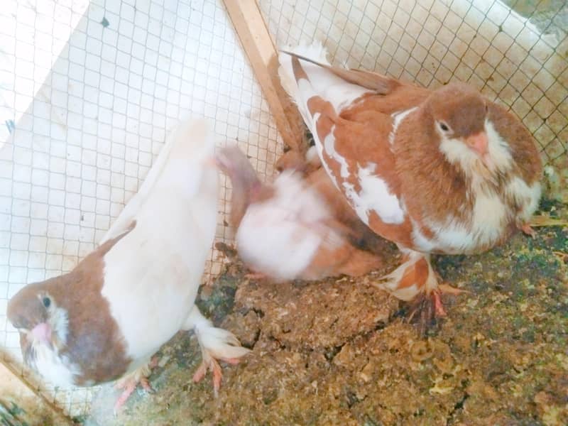 pigen 0