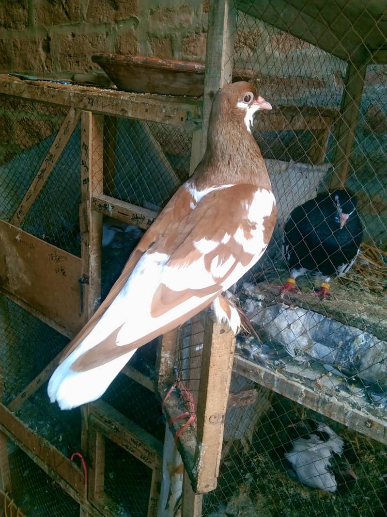 pigen 2