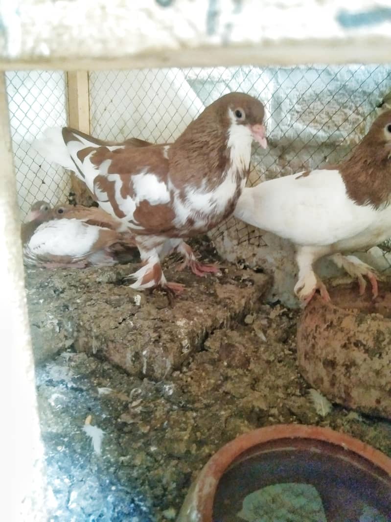 pigen 3