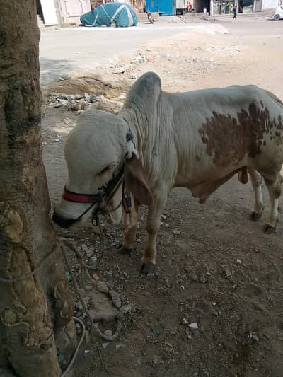 qurbani 2027